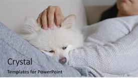  Presentation with pet students - Presentation design having animals body parts - sleep white pomeranian with pet background and a light gray colored foreground