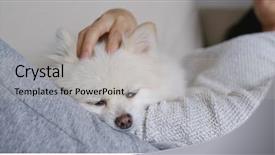  Presentation with sleep - Audience pleasing PPT theme consisting of animals body parts - sleep white pomeranian with pet backdrop and a light gray colored foreground