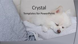  Presentation with pet rats - PPT theme enhanced with animals body parts - sleep white pomeranian with pet background and a light gray colored foreground