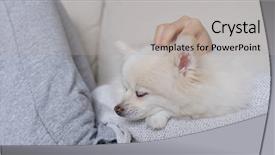  Presentation with sleep - Presentation consisting of animals body parts - sleep white pomeranian with pet background and a light gray colored foreground