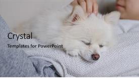  Presentation with sleep - Beautiful presentation design featuring animals body parts - sleep white pomeranian with pet backdrop and a light gray colored foreground