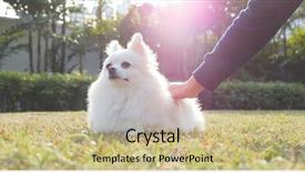  Presentation with dog park - Cool new PPT layouts with animals body parts - touching dog at city park backdrop and a coral colored foreground