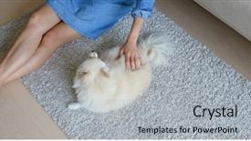  Presentation with guide dog helping blind woman - Presentation theme consisting of animals body parts - woman cuddle on her dog background and a light gray colored foreground