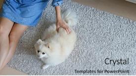  Presentation with dog - Slide set featuring animals body parts - woman cuddle on her dog background and a light gray colored foreground