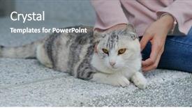  Presentation with cat - Beautiful PPT theme featuring animals body parts - woman cuddling cat backdrop and a  colored foreground