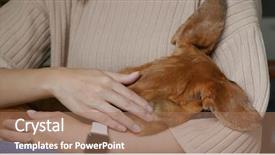  Presentation with dachshund - Audience pleasing PPT theme consisting of animals body parts - woman cuddling her dachshund backdrop and a coral colored foreground