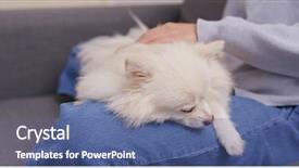  Presentation with guide dog helping blind woman - Amazing slide deck having animals body parts - woman cuddling her pomeranian dog backdrop and a ocean colored foreground