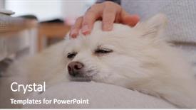  Presentation with guide dog helping blind woman - Theme featuring animals body parts - woman cuddling her pomeranian dog background and a gray colored foreground
