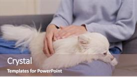  Presentation with dog - Amazing presentation having animals body parts - woman cuddling her pomeranian dog backdrop and a coral colored foreground