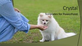  Presentation with dog park animal jack - Presentation theme consisting of animals body parts - woman feed her pomeranian dog background and a yellow colored foreground