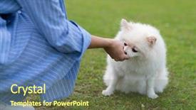  Presentation with dog park animal jack - Beautiful presentation theme featuring animals body parts - woman feed her pomeranian dog backdrop and a tawny brown colored foreground