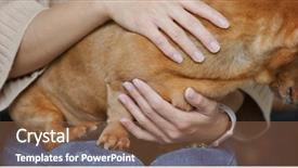  Presentation with dachshund - PPT theme having animals body parts - woman massage on dachshund background and a coral colored foreground