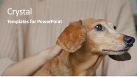  Presentation with dog - Beautiful theme featuring animals body parts - woman touch on her dog backdrop and a coral colored foreground