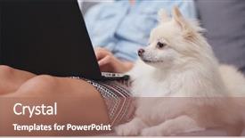  Presentation with dog and cat on computer - Beautiful slides featuring animals body parts - woman working on laptop computer backdrop and a coral colored foreground