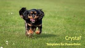  Presentation with tan - Presentation theme consisting of animals chase - black and tan cavalier king background and a tawny brown colored foreground