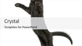  Presentation with old fashioned black and white - Colorful PPT theme enhanced with animals chase - black kitten standing on hind backdrop and a white colored foreground