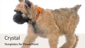  Presentation with traitements des eaux - Audience pleasing PPT theme consisting of animals chase - bouvier des flandres female puppy backdrop and a coral colored foreground