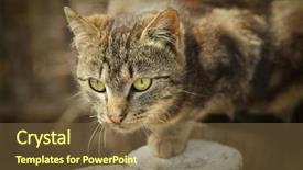  Presentation with brown - Beautiful PPT layouts featuring animals chase - brown cat chasing on fence backdrop and a tawny brown colored foreground