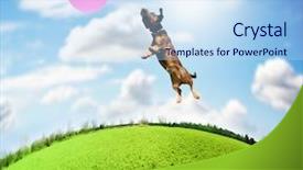 Presentation with dachshund - Slides enhanced with animals chase - cute terrier dachshund mix background and a light blue colored foreground