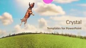  Presentation with vintage retro - Theme consisting of animals chase - cute terrier dachshund mix background and a lemonade colored foreground