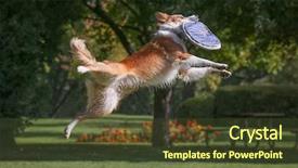  Presentation with dog park - Colorful presentation theme enhanced with animals chase - dog playing fetch backdrop and a tawny brown colored foreground