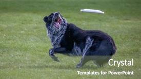  Presentation with dog park dogs plays - Amazing slide deck having animals chase - dog playing fetch backdrop and a seafoam green colored foreground