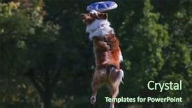  Presentation with dog park - Amazing slides having animals chase - dog playing fetch backdrop and a tawny brown colored foreground