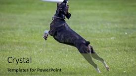  Presentation with dog park - Beautiful presentation theme featuring animals chase - dog playing fetch backdrop and a seafoam green colored foreground