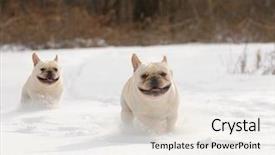  Presentation with animals winter - Presentation design featuring animals chase - dogs in winter - two background and a light gray colored foreground