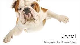  Presentation with english bulldog - Slides featuring animals chase - english bulldog with arms background and a white colored foreground