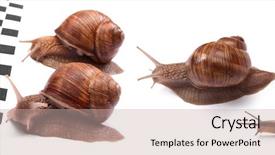  Presentation with racing diversity race ethnicity - PPT theme having animals chase - group of four garden snails background and a mint green colored foreground