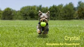  Presentation with puppy - Presentation having animals chase - little puppy running background and a tawny brown colored foreground