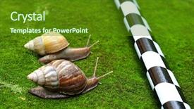  Presentation with snail - Colorful slide deck enhanced with animals chase - snail race backdrop and a tawny brown colored foreground