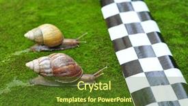  Presentation with snail - Theme with animals chase - snail race background and a tawny brown colored foreground