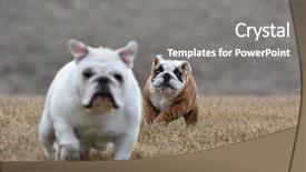  Presentation with sad dog abandoned dogs - Audience pleasing slide set consisting of animals chase - two dogs running - bulldog backdrop and a gray colored foreground