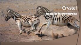  Presentation with world war one trenches - Audience pleasing presentation theme consisting of animals chase - zebras chasing one another backdrop and a gray colored foreground