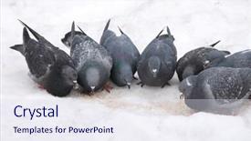  Presentation with snow - PPT theme with animals clipart - group of pigeons eats background and a  colored foreground