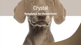  Presentation with old fashioned black and white - Slide deck with animals dogs - close-up of a weimaraner puppy background and a coral colored foreground