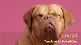  Presentation with closed - Presentation design consisting of animals dogs - french mastiff dog with eyes background and a tawny brown colored foreground