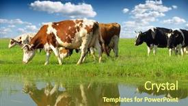  Presentation with eat - Cool new slide deck with animals eat - cows grazing on pasture backdrop and a tawny brown colored foreground