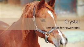  Presentation with ranch - Audience pleasing PPT theme consisting of animals eat - cute horse walks backdrop and a coral colored foreground