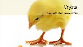  Presentation with wheat - PPT layouts enhanced with animals eat - cute little chicken and wheat background and a yellow colored foreground