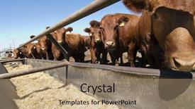 Presentation with farm - Beautiful theme featuring animals eat - feeding bunks on a farm backdrop and a coral colored foreground