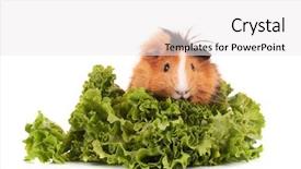  Presentation with funny animals - Cool new PPT theme with animals eat - funny brown cavy on white backdrop and a white colored foreground
