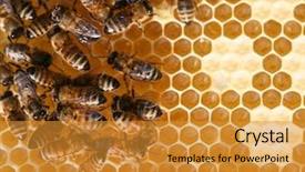 Presentation with comb bee - Cool new presentation theme with animals eat - honey comb and a bee backdrop and a gold colored foreground