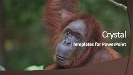  Presentation with eat - Audience pleasing presentation design consisting of animals eat - orangutan backdrop and a tawny brown colored foreground