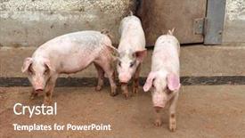  Presentation with eat - Audience pleasing presentation theme consisting of animals eat - three piglets backdrop and a  colored foreground