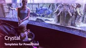  Presentation with happy baby - Slide set with animals entertainment - happy young family with little background and a wine colored foreground