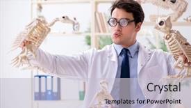  Presentation with funny animal - Presentation design consisting of animals evolution - funny crazy professor studying animal background and a lemonade colored foreground