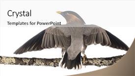  Presentation with fly - Slide deck enhanced with animals flying - brahminy myna fly away background and a  colored foreground